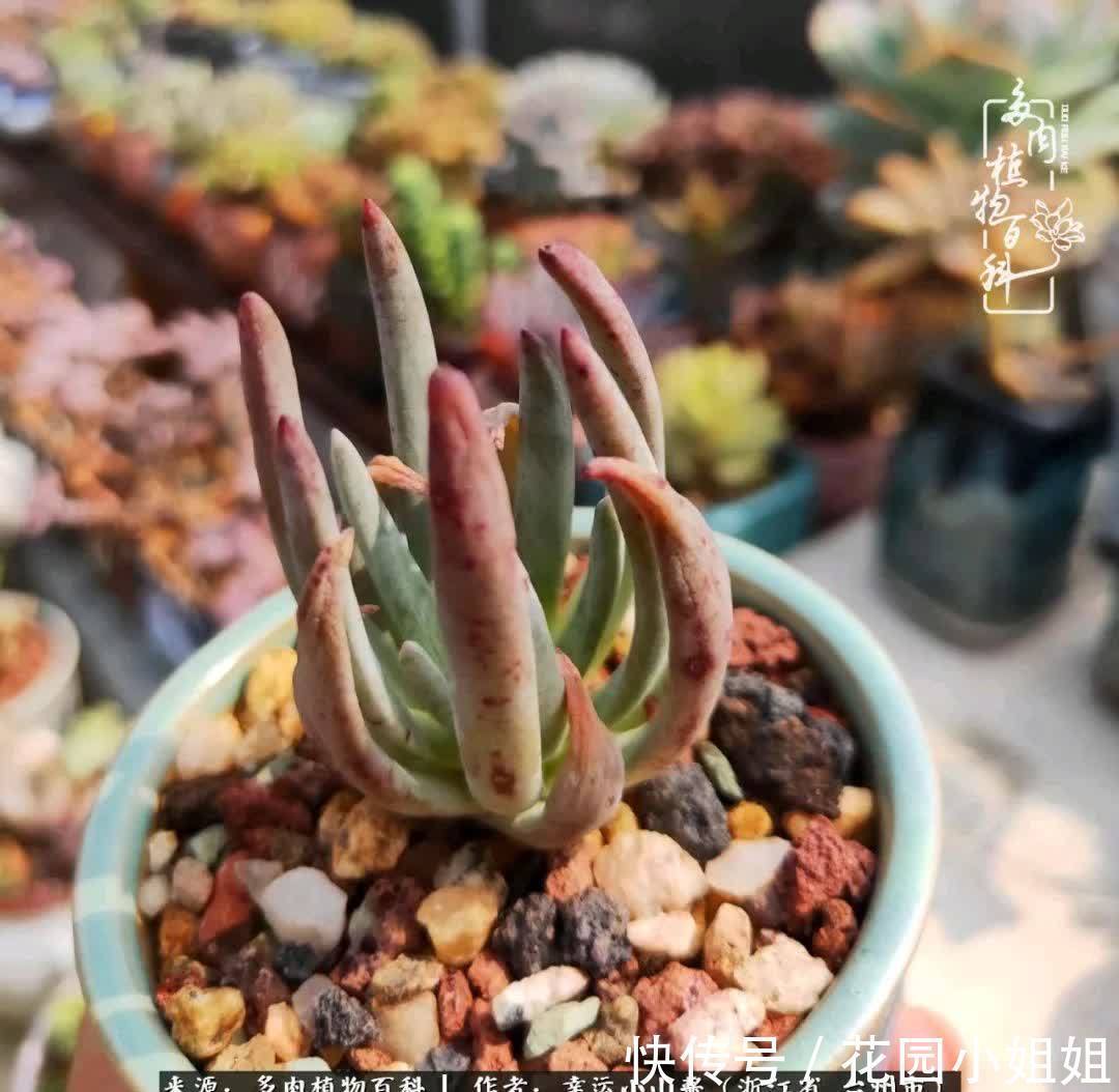 大棚|多肉赠与人间绝色,也赋予我春暖花开!