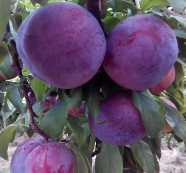 李子|女性常吃此物,再贵也别省,防妇科病,皮肤红润细腻,排子宫肌瘤