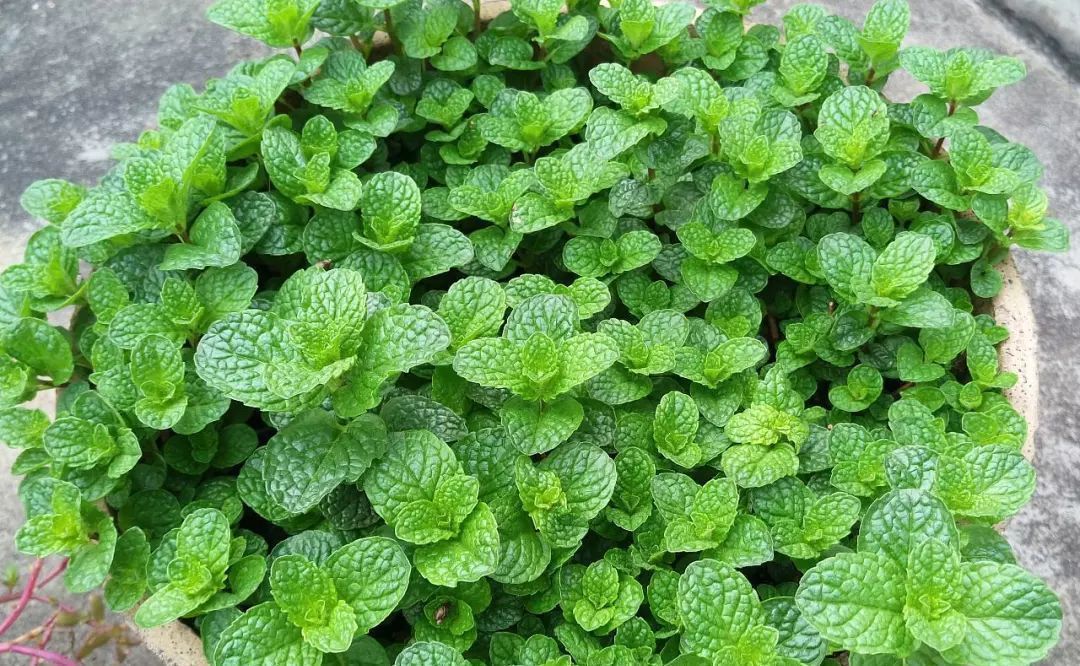 家里养4种“观叶花”,浇水越“勤”,长得“越漂亮”,你养了吗