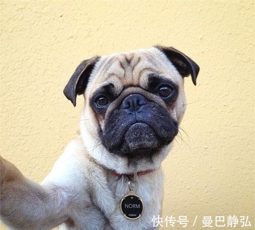 |搞笑动物:去了一趟非洲回来之后,我就变成了一只超黑的狗狗了!