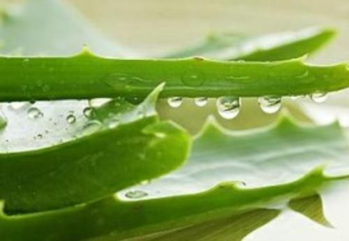 家里万万要养这几种植物,对家人身体越来越好