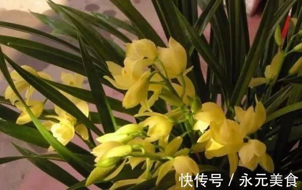 栽培|这种花,比茶花漂亮,比茉莉还香,年头开到年尾,比君子兰强多了