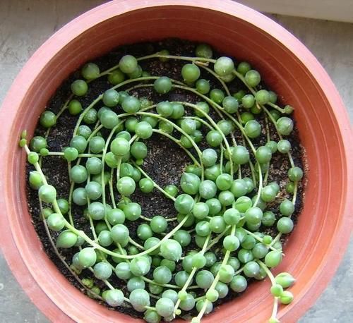 多肉“佛珠”这样养，圆鼓鼓很可爱，几个月挤满花盆