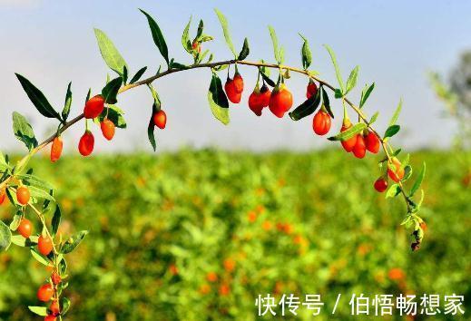 枸杞|农民想在家里种枸杞，具体该怎么做种完之后该怎样保存