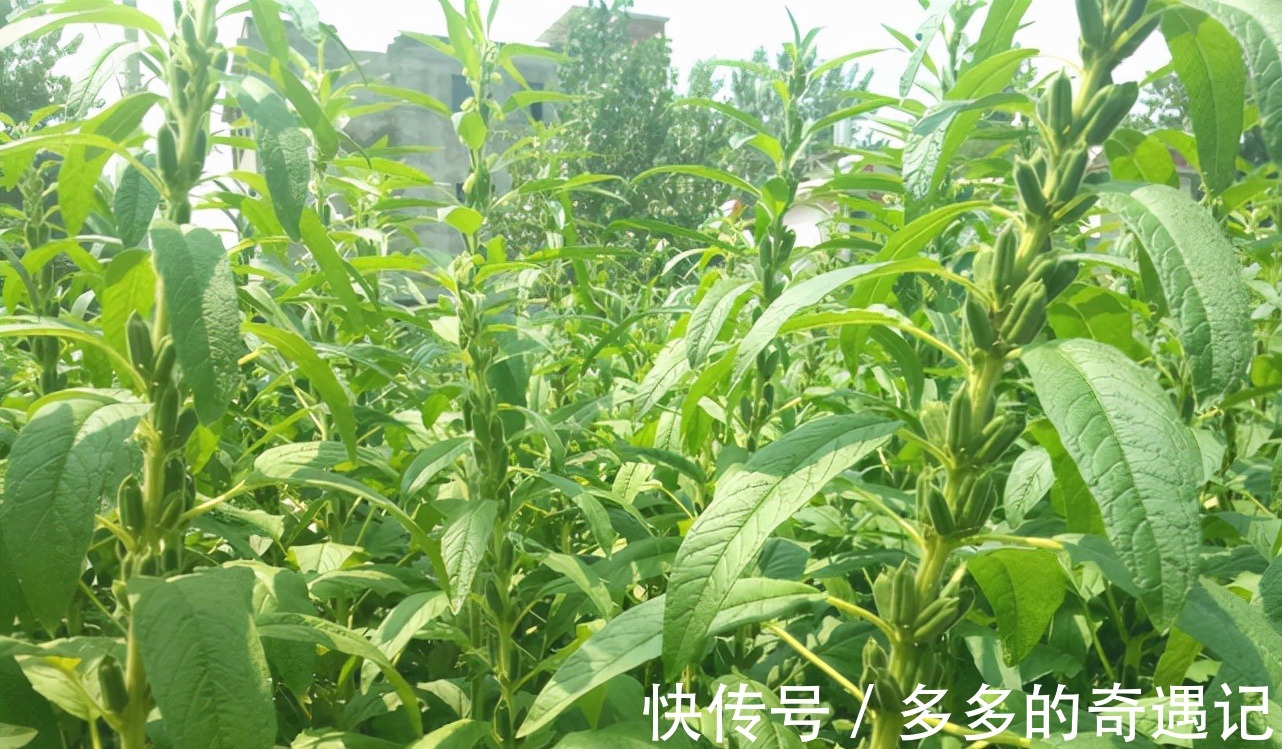 瘦肉汤|南方吃种子,北方却把叶子当成极品野菜!