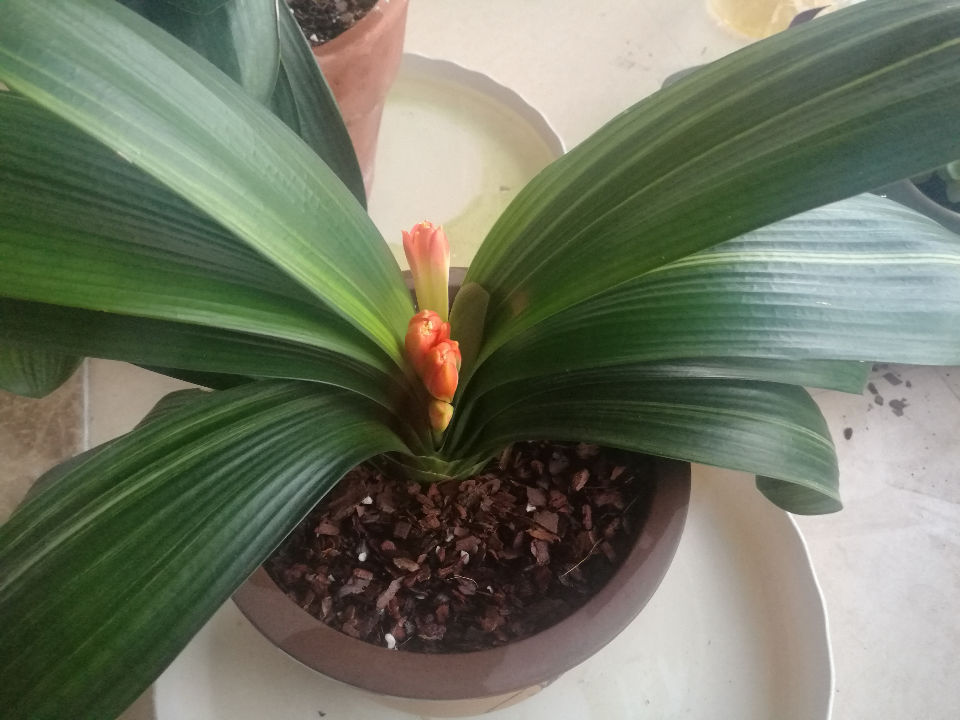 养花土里加四样,土壤疏松肥沃,花儿根系粗壮长得旺