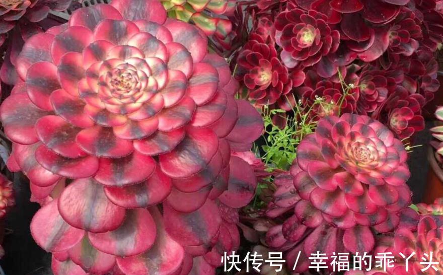 养殖老桩多肉法师,天冷小心这4点,新芽蹭蹭窜