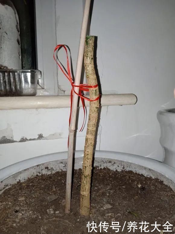 7种花，现在要砍头，冲天炮变成爆炸头