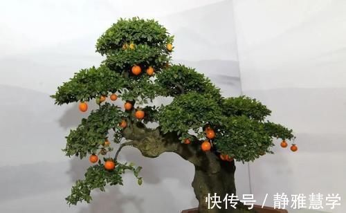 树种|盆景各式各样，叫法各有不同，基础的13种式样，你见过几种