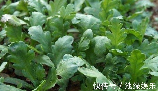 蚕豆|常吃以下五种蔬菜,能降血脂、降血压、增强肌体免疫力