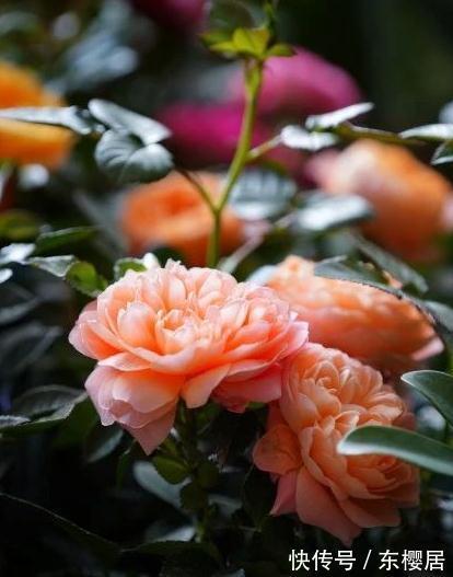 花瓣|欧月为什么这么受人欢迎，它跟普通月季有什么不一样，今天来说说