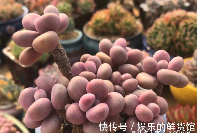 多肉劳尔与桃蛋颜值不相上下，养法也相似，但养护难度有云泥之别