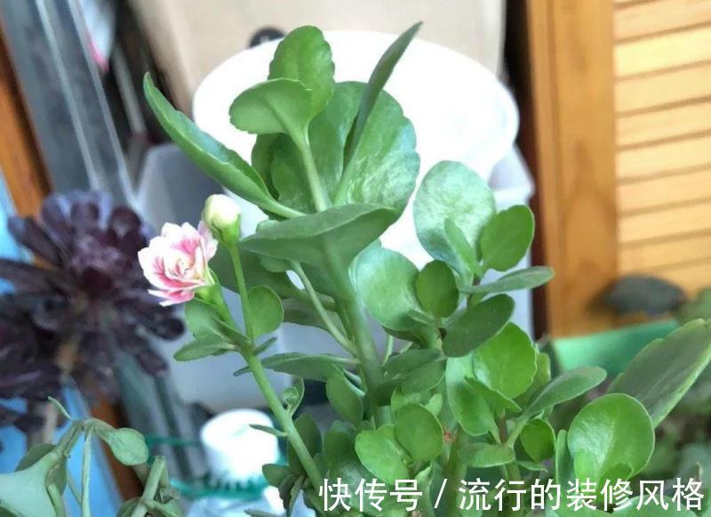 水溶肥|天热养长寿花,盆栽慎重这4点,不黑腐不化水,9月呼呼开花