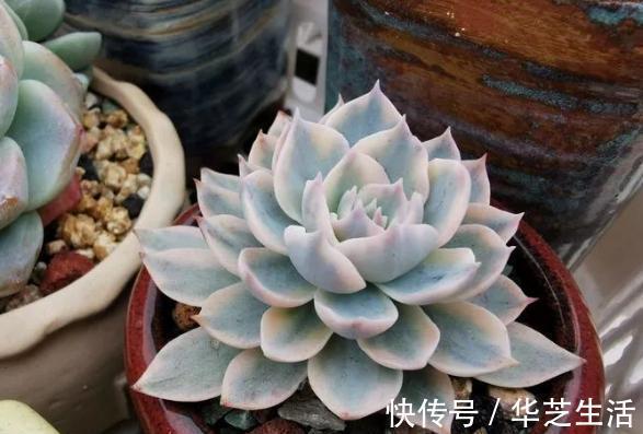 冬天如何养多肉?做好这些,叶片上色快,轻松养出好状态