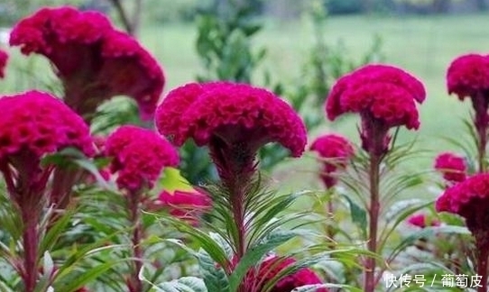 功效|鸡冠花有什么功效?知道的人太少了!