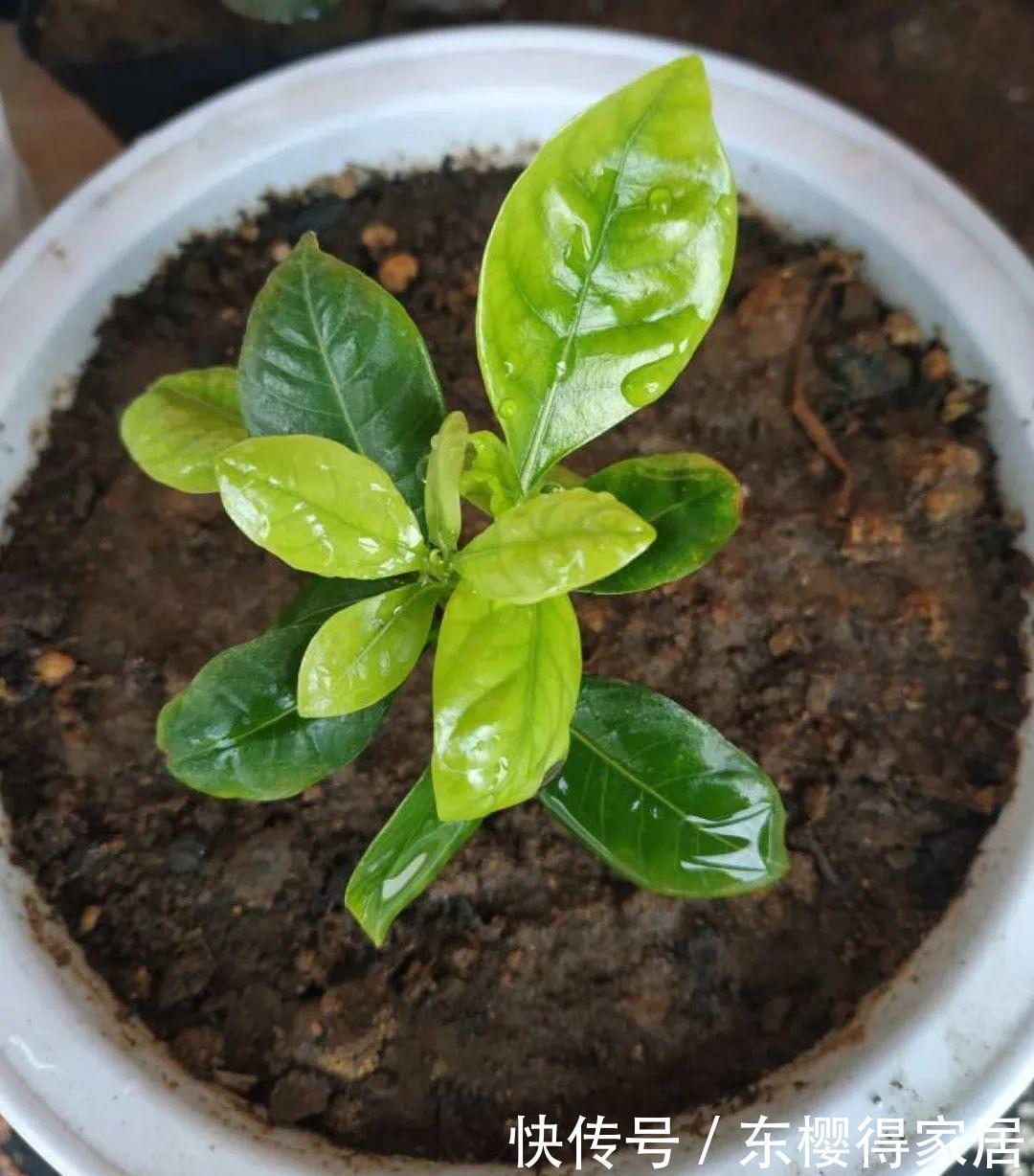 品种|6月份扦插,选好合适的植物品种,沾土、泡水都能活