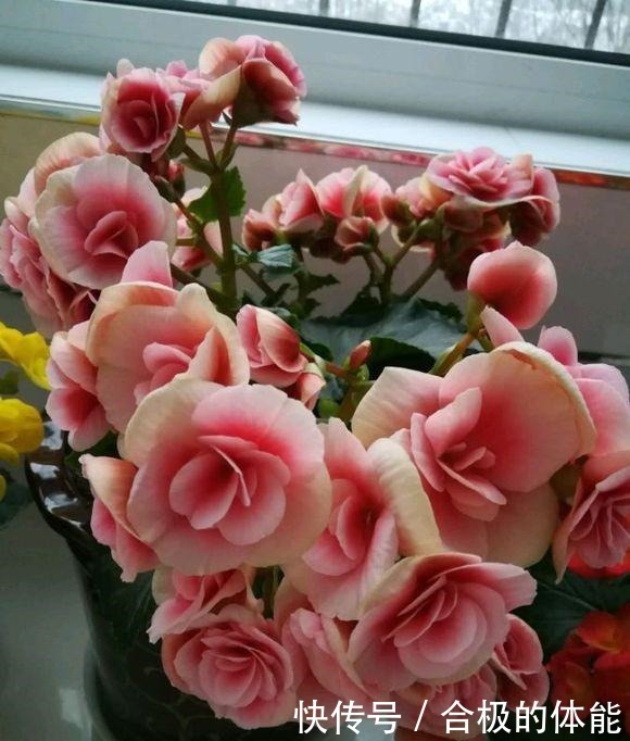 此“花”漂亮似玫瑰,即使不好养活,养死了也会再买,太讨人喜欢!