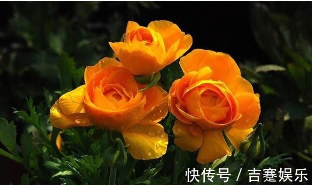 奇花!芹菜叶开出牡丹花,花色丰富,物美价廉,简直美爆了