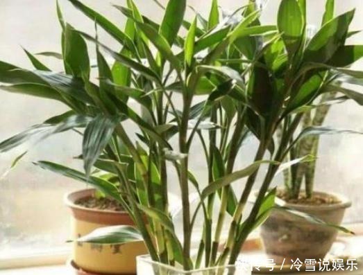 根部|养富贵竹、君子兰、绿萝,一对一喂”神仙水“才根壮叶绿