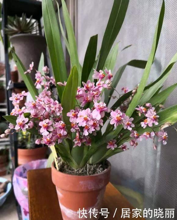 种花|4种花不能用土养,不然浇水就烂根,花再多精力也没用