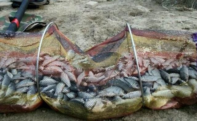 玉米面|六月一到,这特效鲫鱼饵不用白不用,十年老钓手都拍案叫绝,服了