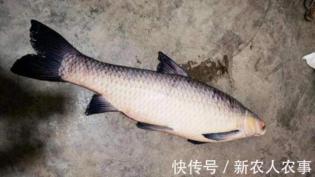 安徽男子一不小心实现大鱼梦，去鳞用锄头鱼石烟盒大，网友：放生