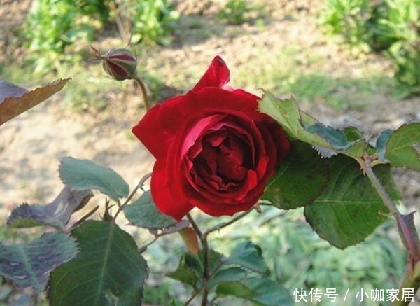  浓郁|几款又香又美的月季花，不仅好看，还好吃