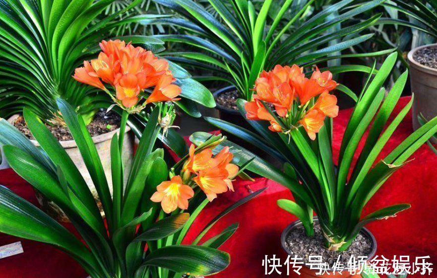 闷根|养君子兰有“六怕”，你知道吗？新手一定要避开