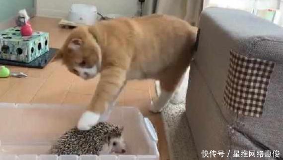 白目猫偷揍刺猬教规矩出拳碰刺吓坏逃跑抱歉打扰了 快资讯