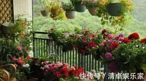 开花勤快,好养好看少病害,这两种“开花机器”,谁养谁爱!