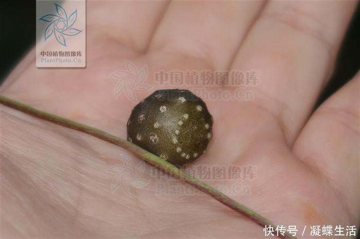 黄药子,见过吗解毒消肿,化痰散结用于甲状腺肿大,癌肿