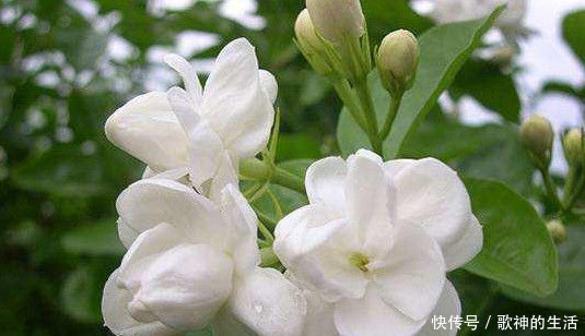 养护|在家养护茉莉花,注意下面几点,花期满枝头全是花