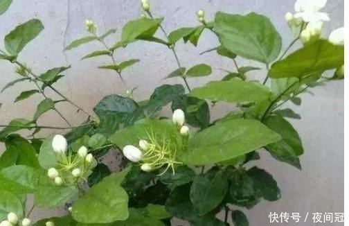 叶子|盆栽叶子发黄?浇水时加2滴这东西,很快就能变的绿意盎然