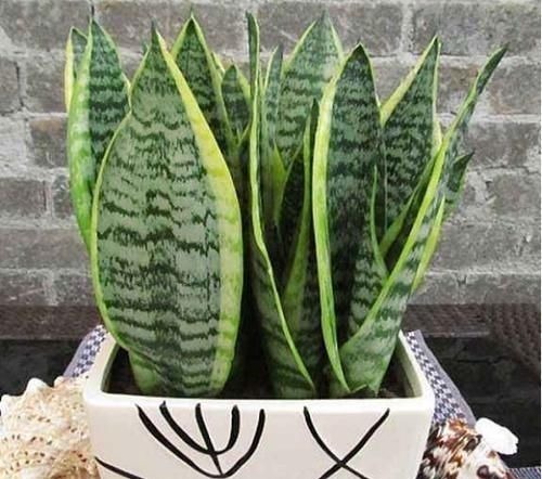 致癌|这两样东西被查出是甲醛“大户”,强致癌忠告别再往家拿了