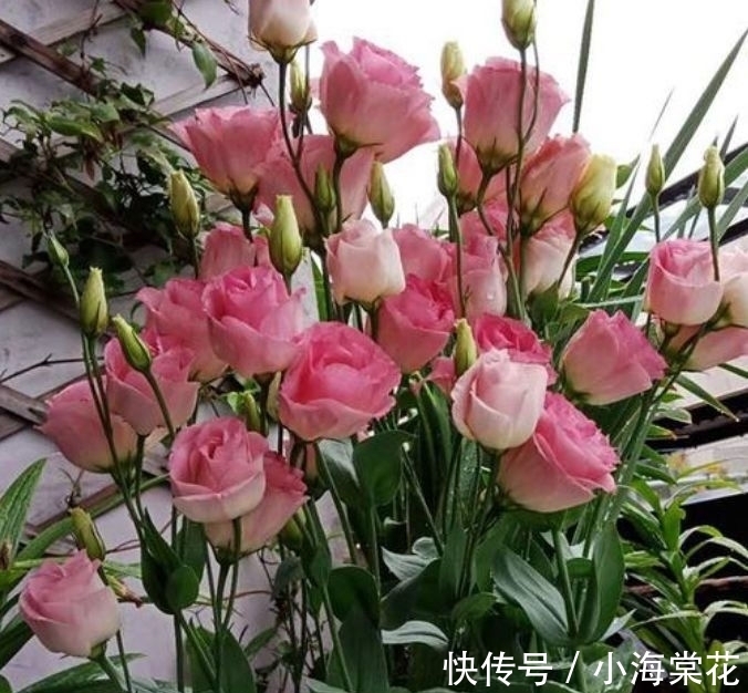 种花人|养花试试这几款，花开繁盛花香怡人，层层交叠，烂漫迷人眼