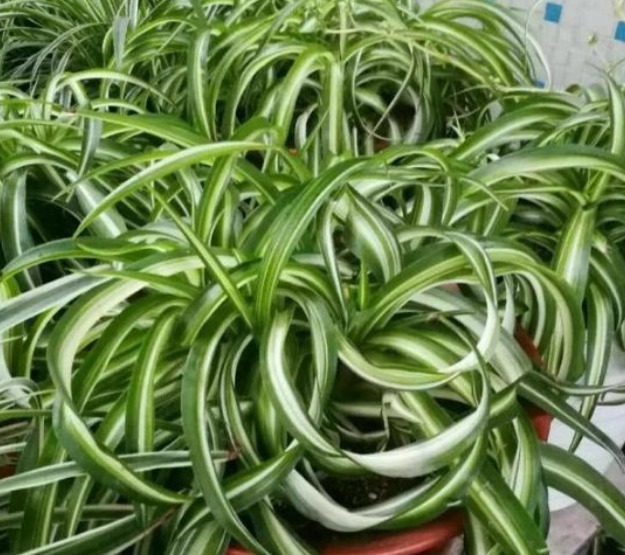 养好吊兰,学会几个方法,不干尖开花多,新芽呼呼冒