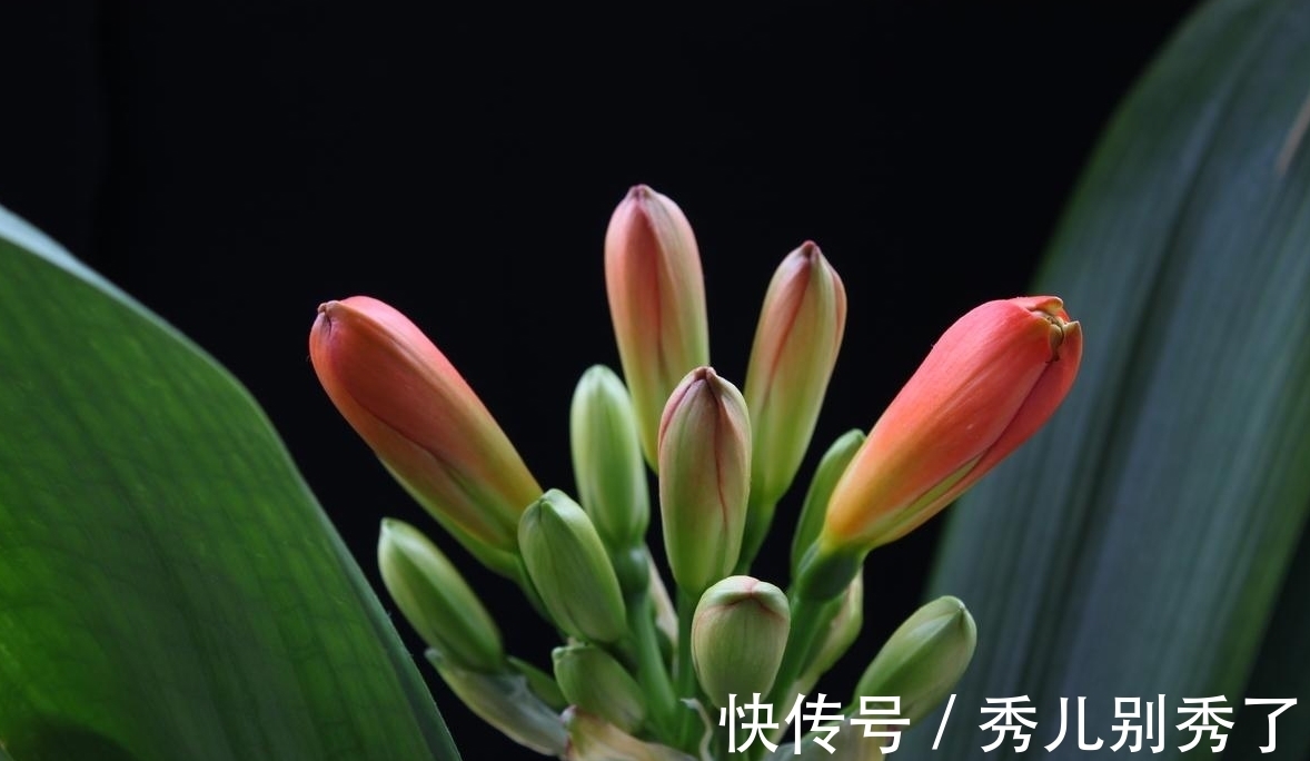 啤酒|家里养君子兰不好看,学会用几样东西,半年不施肥,叶片绿油油