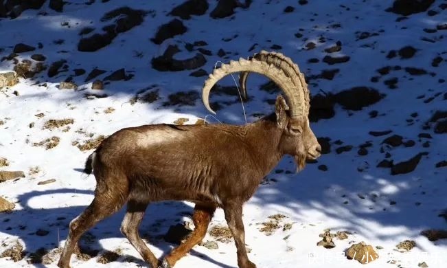 邂逅雪豹求偶季节,追寻青藏高原冰雪中的精灵