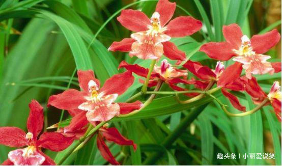 生活环境|“老来得福”的3生肖女,前半生为丈夫还债,后半生被丈夫宠坏