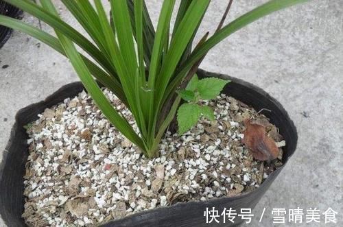 枝头|盆里扔2样东西,虫子全死光,叶子油光瓦亮,花苞挂满枝头!