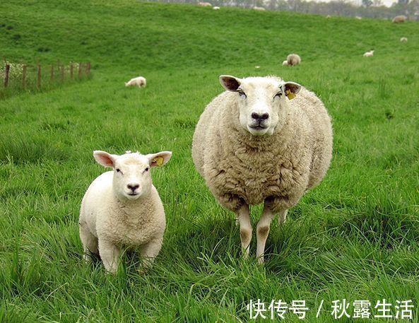 绵羊|买羊肉,选山羊还是绵羊肉?养殖户告诉你:买错就是白花钱