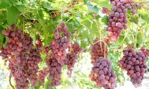 发胖|孕期多吃葡萄,宝宝的眼睛会又大又亮吗?哪几种水果多吃宝宝发育好,孕妈不发胖?