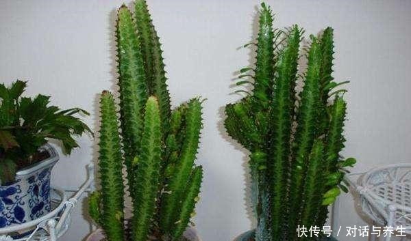 1种花,能养到2米高,人称“镇宅花”,养1盆寓意好,我就养了!