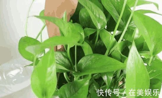 矿泉水瓶|“大蒜”丢进花盆里,花草像打了激素,叶片油绿光亮,猛窜新芽