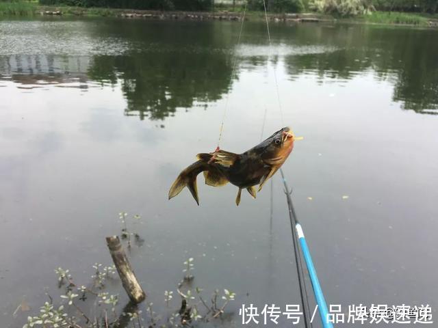 下竿便中鱼，以为刚开始实际已结束，钓鱼中的五大“未解之谜”