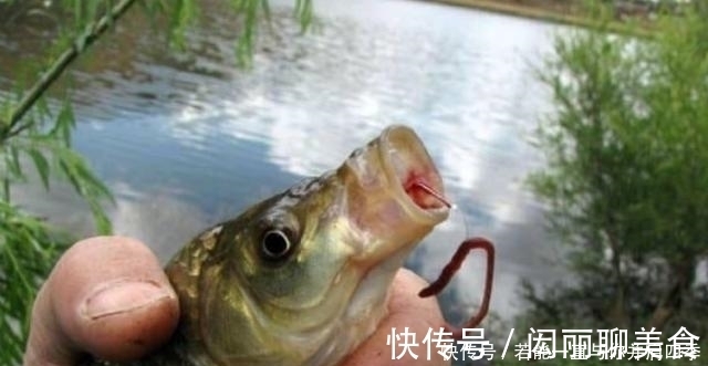 蚯蚓“万能”饵，只需按我说的用，不吹不黑，钓上的鲫鱼都很大