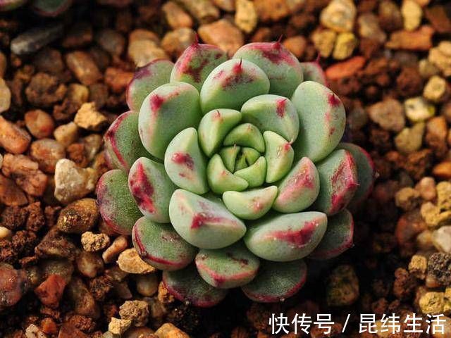 药片|养多肉只知道“少浇水多晒太阳”早不行了,还得这样做