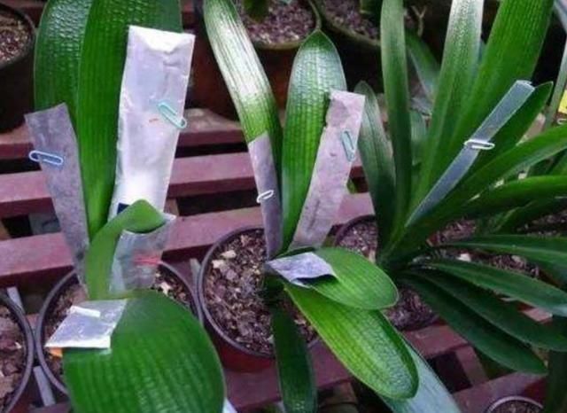花盆|君子兰叶子长歪,教你3种方法纠正,株形整齐才更美观