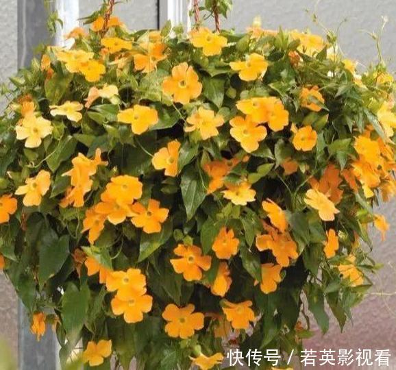 想让家里常年飘香,就养殖3种花卉,管理简单、易爆盆