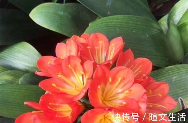 生活中给君子兰吃上“3种”东西,长得根旺叶绿,年年都开花